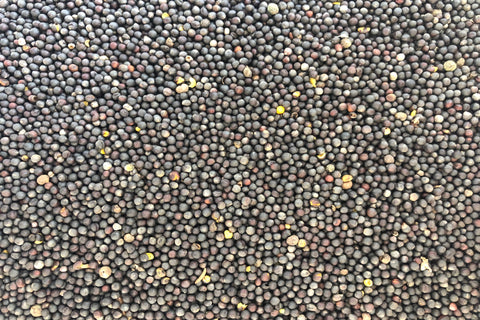 Oilseed Rape Bird Seed