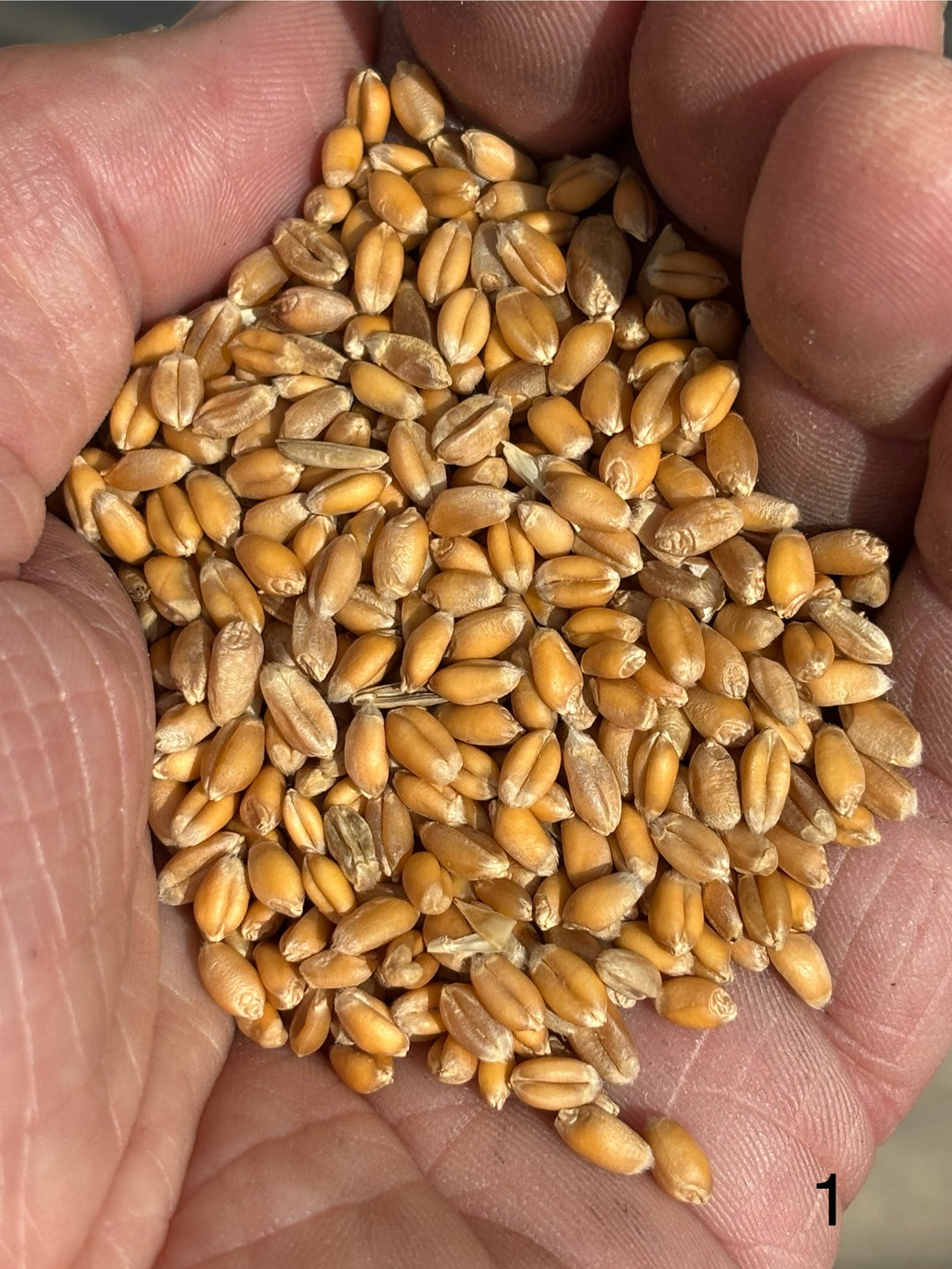 Bruern Pop Heritage Flour