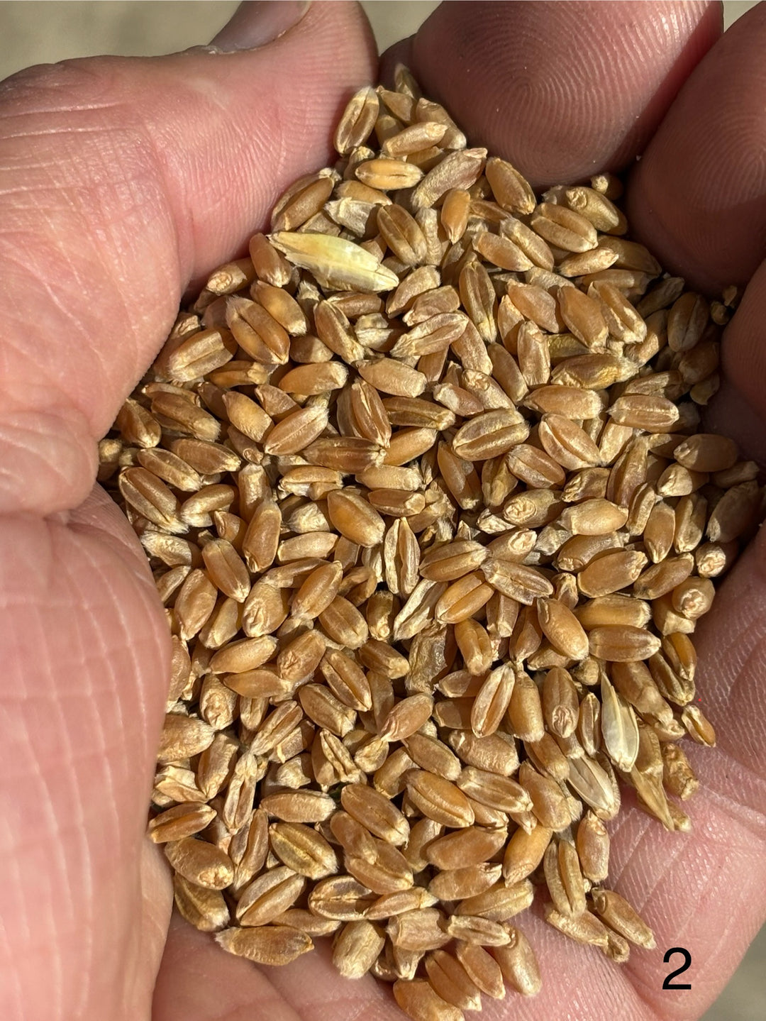Öland Flour