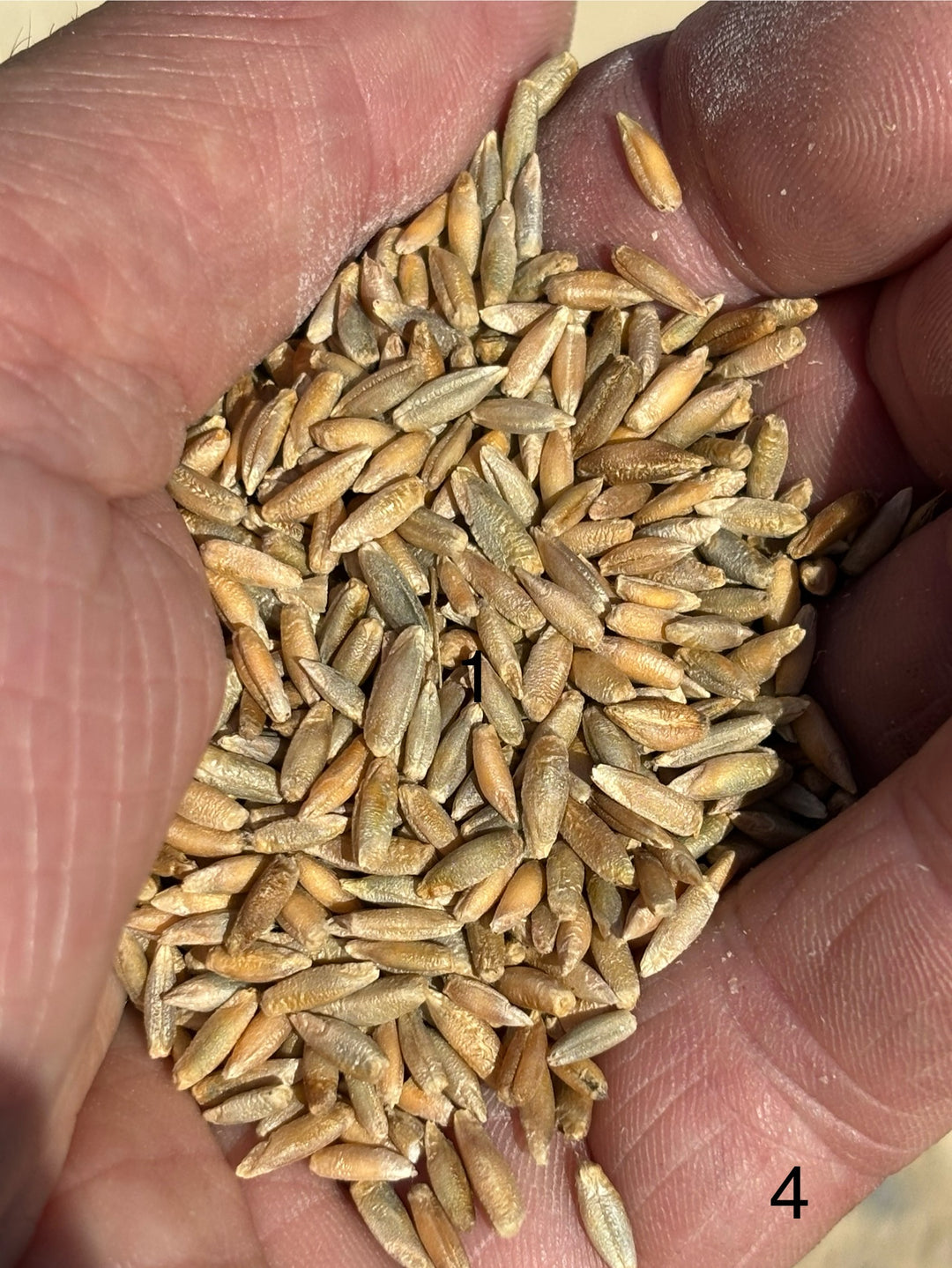 Rye Flour