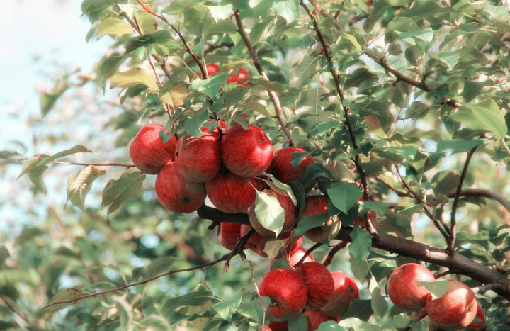 Apple Day