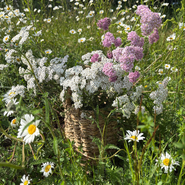 Seasonal Foraging Walks at Bruern Farms with Leslie Astor